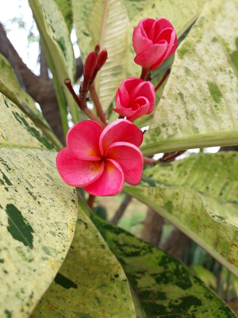 Imported Plumeria Maya Variegated Grafted Plant (B097KCQ9CC) Amazon Price History, Amazon Price Tracker