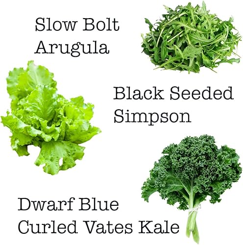 Miniatura 5 de Mezcla de ensalada: 10 variedades de lechuga, espinaca, col rizada, rúcula con más de 6000 semillas sin OMG