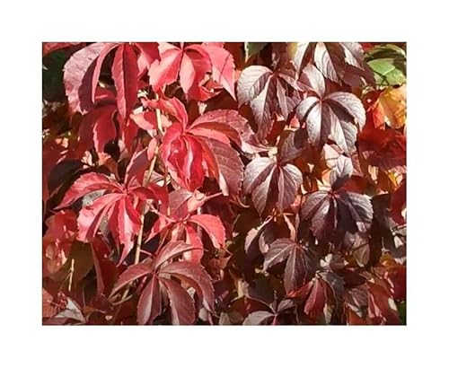 Pezzi - 10x Parthenocissus Quinquefolia Selbstklett Vite Piante - Seme ID1479 - Seeds & Plants Shop by Ipsa