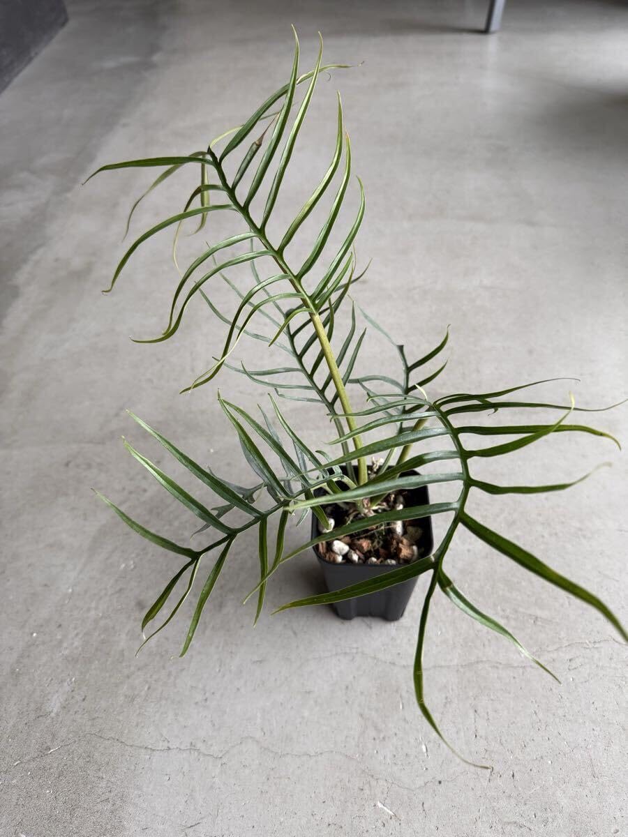 Amazon｜希少 Philodendron Tortum フィロデンドロン トータム3号 観葉