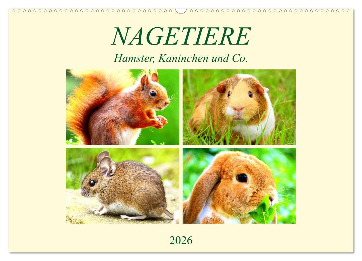 Nagetiere. Hamster, Kaninchen und Co. (Wandkalender 2026 DIN A2 quer), CALVENDO Monatskalender: Hübsche Exemplare aus der großen Familie der Nagetiere (CALVENDO Tiere)