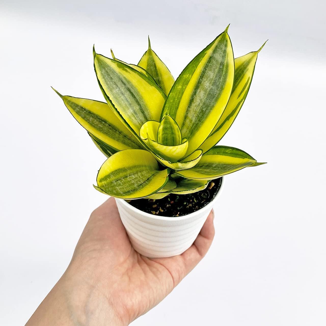 Amazon Co Jp Ina工藝 観葉植物 おしゃれ 小さめ ミニ観葉 サンスベリア サンセベリア 3号 本物 鉢植え 室内 風水 プレゼント ギフト グリーンインテリア 植物 育てやすい Diy 工具 ガーデン