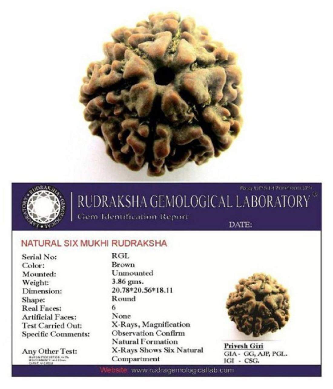 ShivaRatna 6 Mukhi Rudraksha Certified Nepali Bead (Hand Picked Selected Bead)
