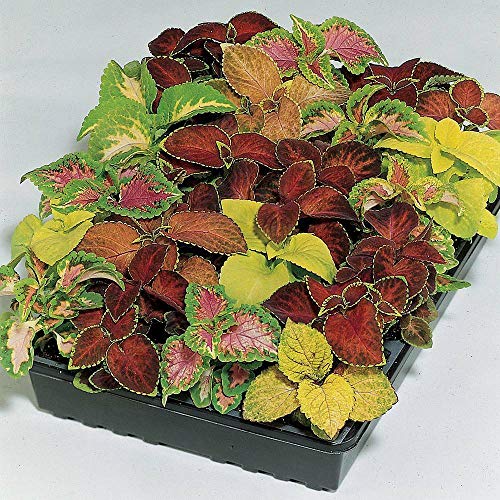 Coleus 'Wizard Mixed' Seeds Painted Nettle Tender Perennial Plants Colourful Foliage 1 Packet of 50 Seeds by Thompson and Morgan