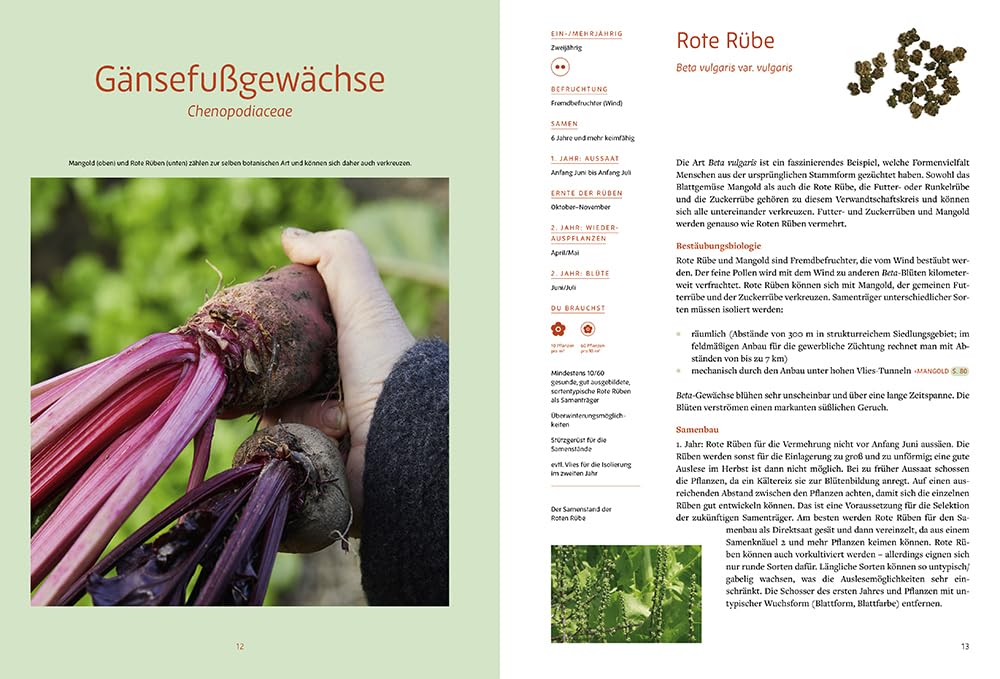 Handbuch Samengärtnerei: Sorten erhalten. Vielfalt vermehren. Gemüse genießen. Pflanzensamen selber ernten, Saatgut vermehren, heimische Nutzpflanzen fördern und alte Sorten bewahren.