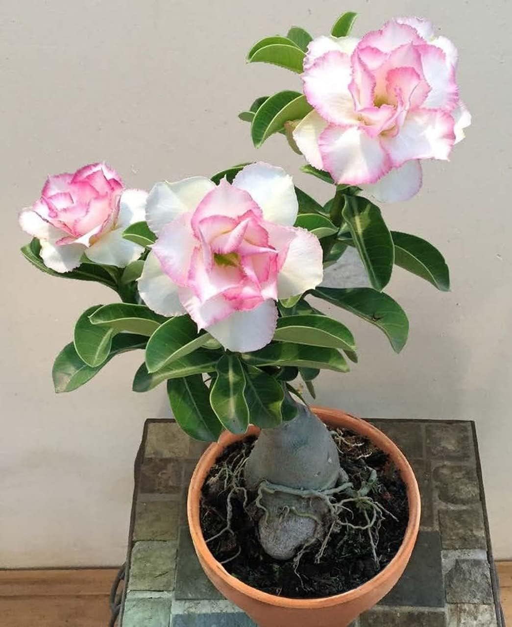 GREEN ISLAND Adenium Grafted Flower (White) Live Plant with pot & Free 50 gm Fertilizers (White)