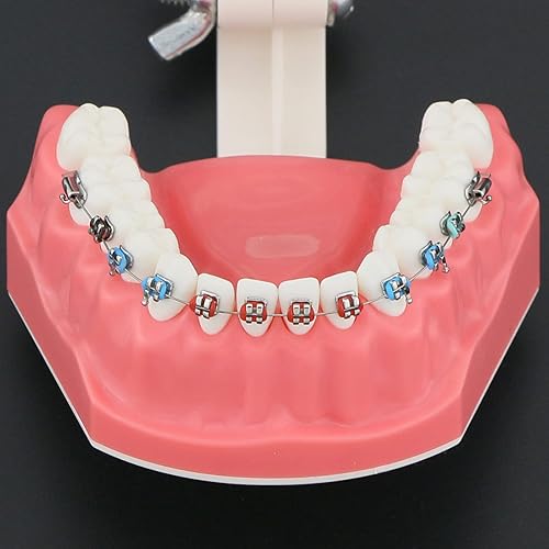 Miniatura 6 de Modelo de ortodoncia Modelos dentales 1:1 Dientes de Typodont estándar Modelo M7010-2 Demostración Enseñar estudio con lazos de ligadura Archwire