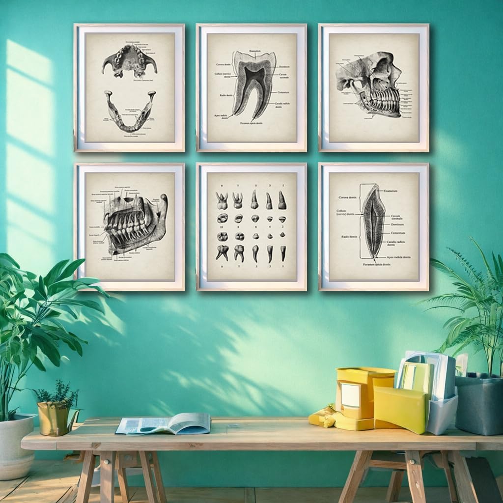 Vintage Dental Anatomy Illustration Poster Set Featuring Tooth Structure Print Jaw Bones for Dentist Office Decor, Orthodontist Clinic Accent, Hygiene Room Motivation, Home Study Reference, Lab Inspiration Corner, Med Student Surprises, Aspiring Dentist Tokens, Hygienist Appreciation Gifts, Ortho Assistant Honors, Oral Surgeon Keepsakes, Graduation Markers, Parent Pride Souvenirs, Festival Smiles Tokens - 8x10 Unframed Print Set