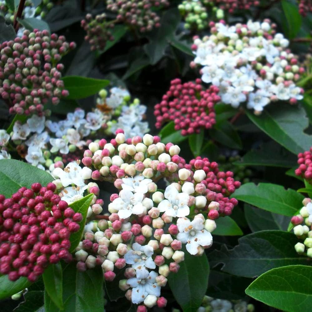 ビバーナム イブプライス 4 5号ポット学名 Viburnum Eve Price スイカズラ科ガマズミ属 耐寒性常緑低木 原生地 東アジア 南ヨーロッパほか ビバーナムは 冬でも枯れ込んだりすることなく常緑で 冬のグリーンが少ない時期に頼りになる植物です イブプライスは