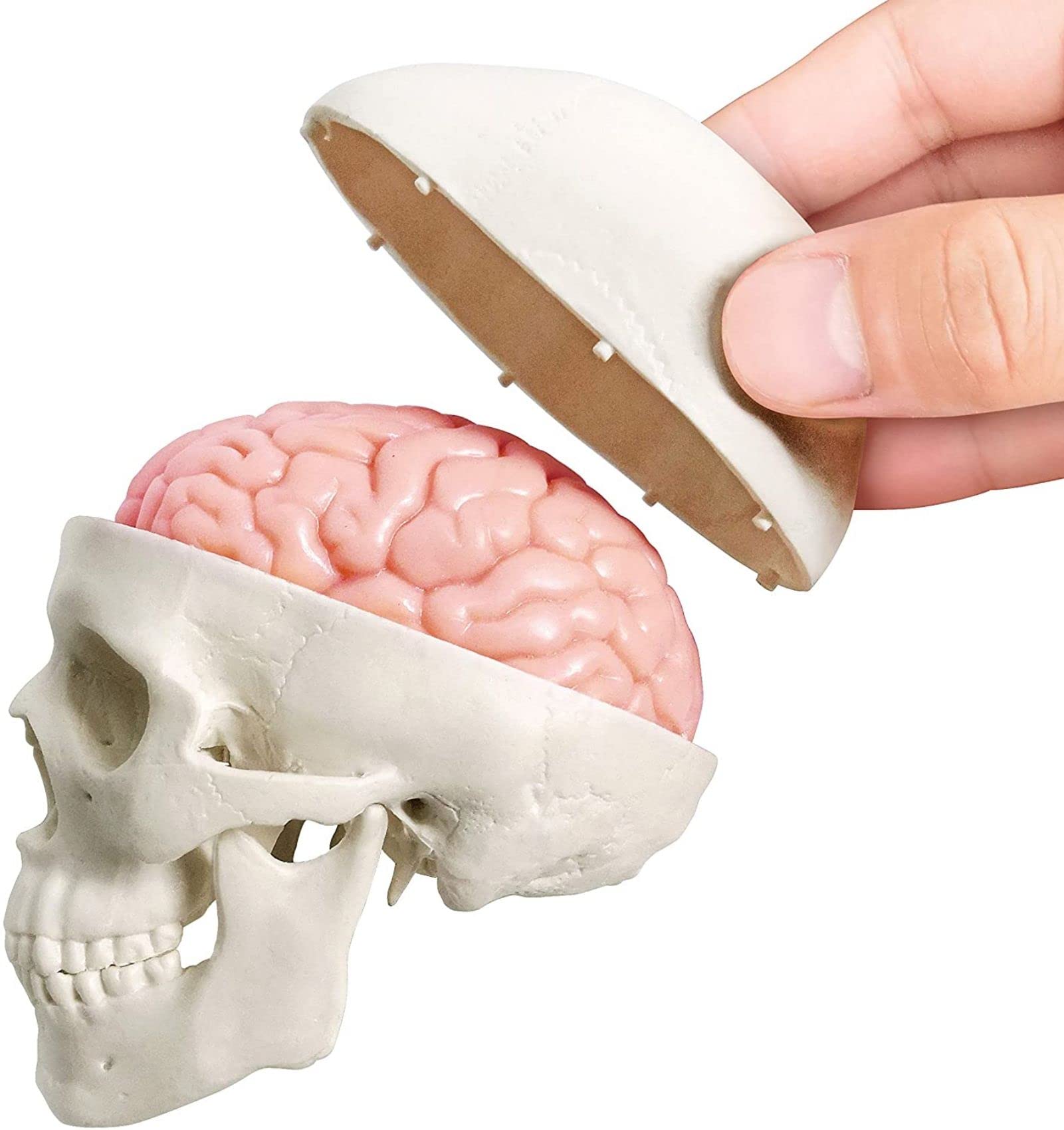 Cranio Umano in Miniatura 3 Pezzi con Cervello in 2 Parti, Modello Educativo per Apprendimento