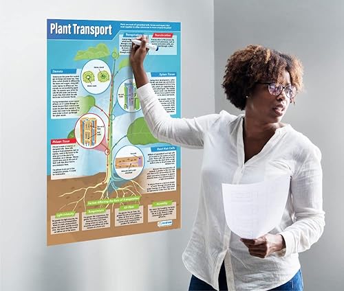 Miniatura 2 de Transporte de plantas  Pósteres científicos  Papel brillante laminado que mide 33 x 23.5 pulgadas  Gráficos STEM para el aula  Gráficos educativos