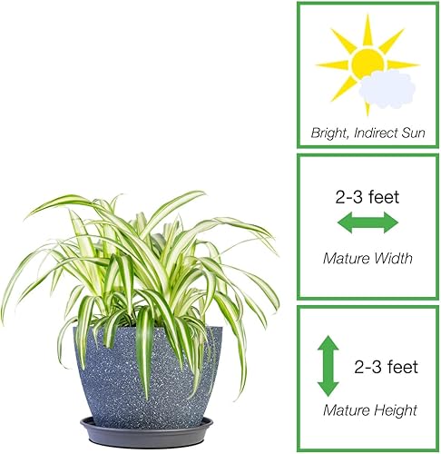 Vista 2 de Perfect Plants Spider Plant in 6in. Midnight Blue Decor Pot Live Houseplant for Indoor Growing Easy to Care for & Keep Alive Beautiful Green &