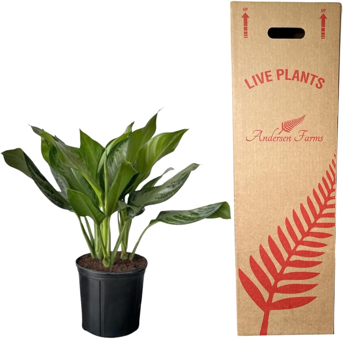 Aglaonema Silver Bay – 10 Inches Grower Pot – Live Indoor/Outdoor Air Purifying Plant – Easy Care Silver Green Foliage for Home and Office Decoration