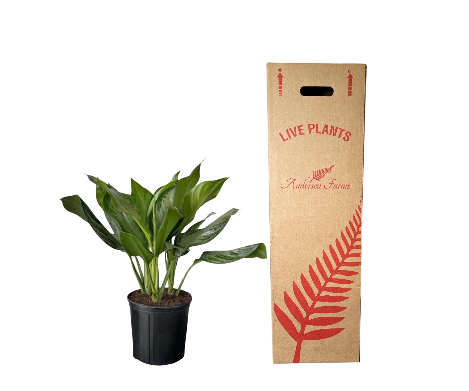 Andersen Farms Aglaonema Silver Bay – 10 Inches Grower Pot – Live Indoor/Outdoor Air Purifying Plant – Easy Care Silver Green Foliage for Home and