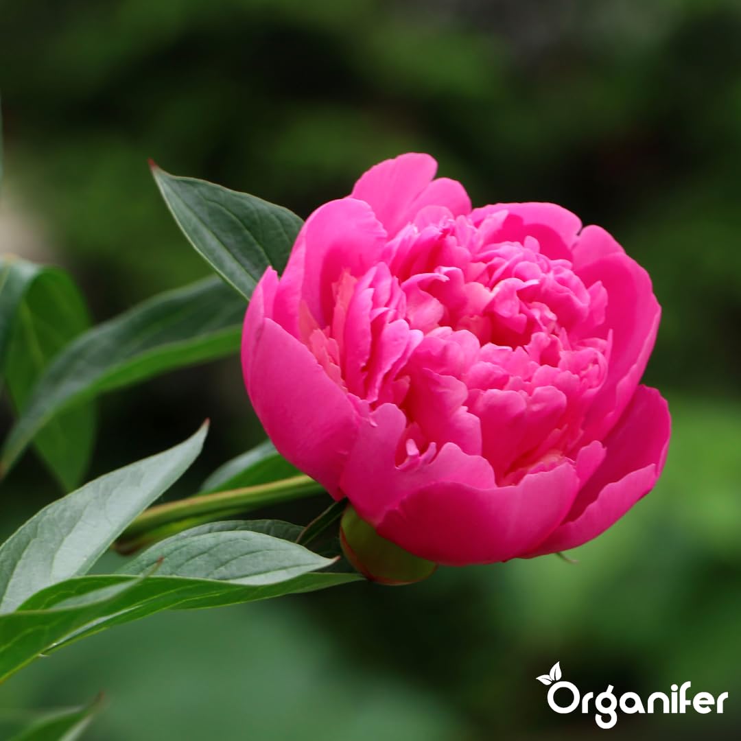 Peony Nawóz Organiczny Do Kwiatów - 10L - NPK 2-1-8 | Zdrowe Liście - Silne Korzenie I Wysoka Plonność - Organifer