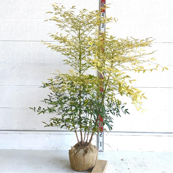 Amazon.co.jp: ［生産者直送］南天 ナンテン 白色 1苗 樹高約120cm