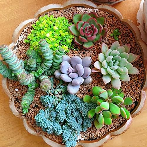 800+ Mix Succulent Seeds Rare Perennial DIY Bonsai Ornamental Plant Succulent Seeds for Planting Indoor and Outdoor — view 2
