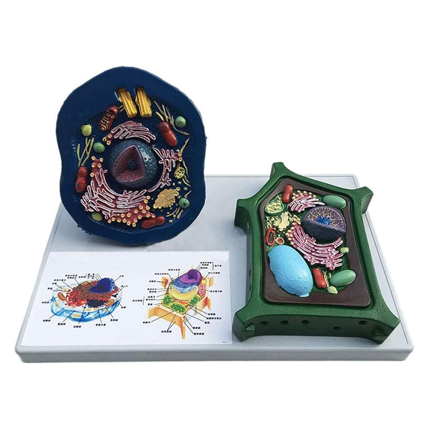 Animal and Plant Cell Anatomy Model,Cross-Section Model of Animal and Plant Cells,Science Classroom Decor&Teaching Aid,Early Cell Biology Toys,for Medicine and Teaching,Adults and Children