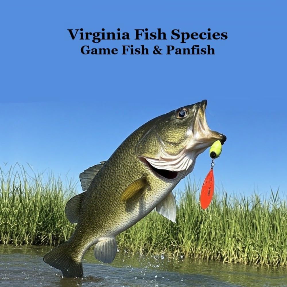 Virginia Game Fish and Panfish Species Kids Book: Great Book About the Different Types of Fish in Virginia
