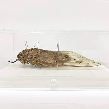 Amazon.co.jp: 蝉の標本 テイオウゼミ アクリルフレーム 透明