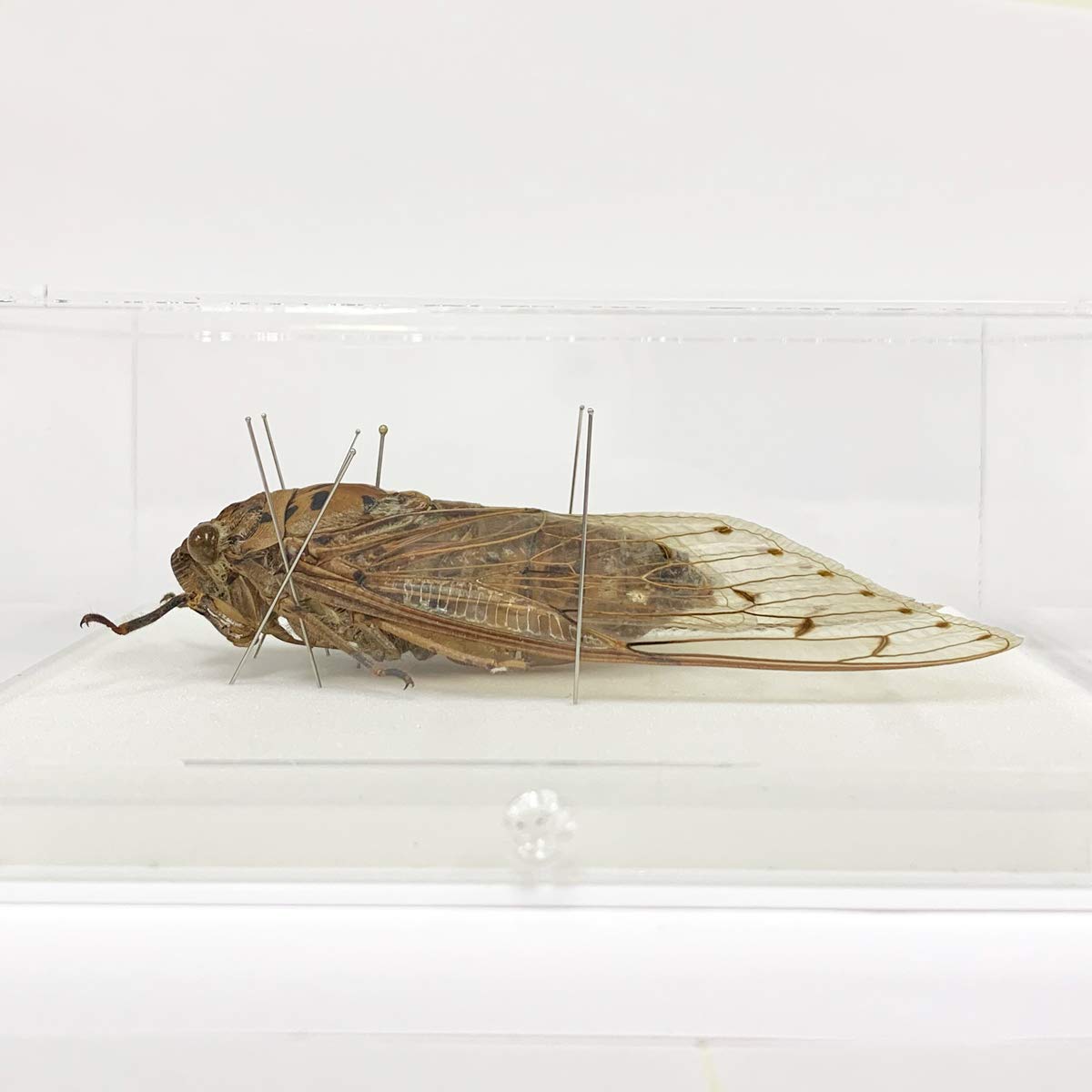 Amazon.co.jp: 蝉の標本 テイオウゼミ アクリルフレーム 透明