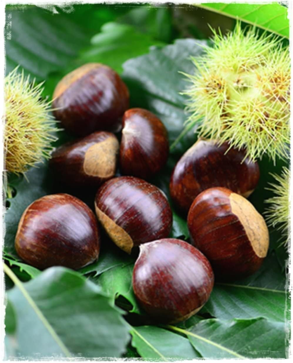 Plantes de Châtaignier Bouche De Betizac 2,5 ans 110 cm en pot premier