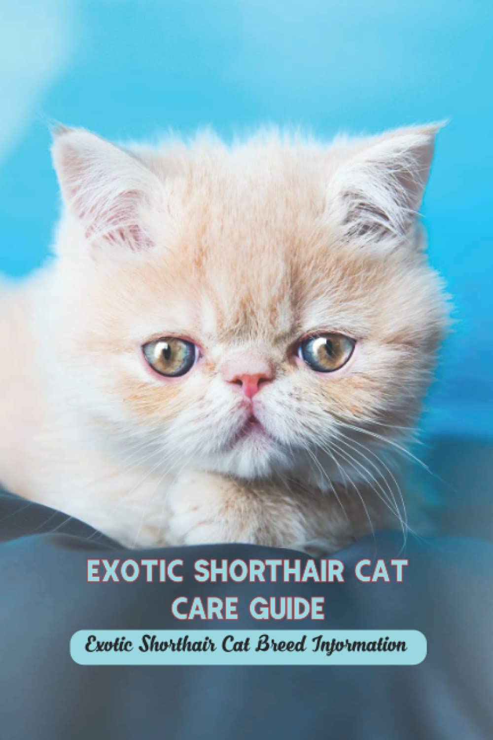 Exotic Shorthair Cat Care Guide: Exotic Shorthair Cat Breed Information: Exotic Shorthair Cat