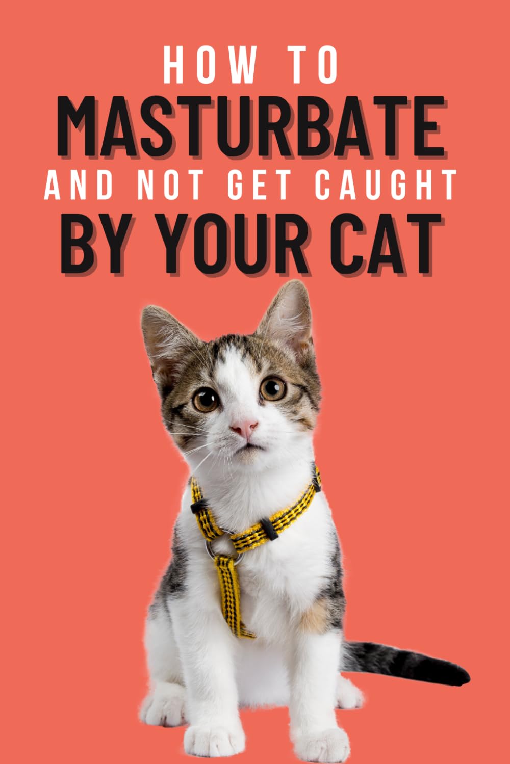 do male cats masturbate Do Cats Like to Pleasure Themselves? main image 0