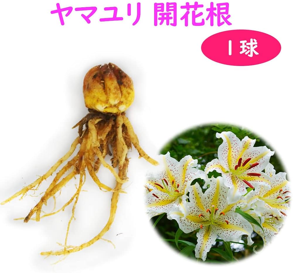 61FQlGpINlL._AC_UF1000,