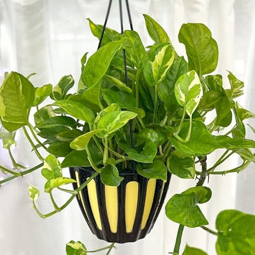 観葉植物 ポトス 5号」の人気商品一覧 | 安い商品を通販サイトから探す