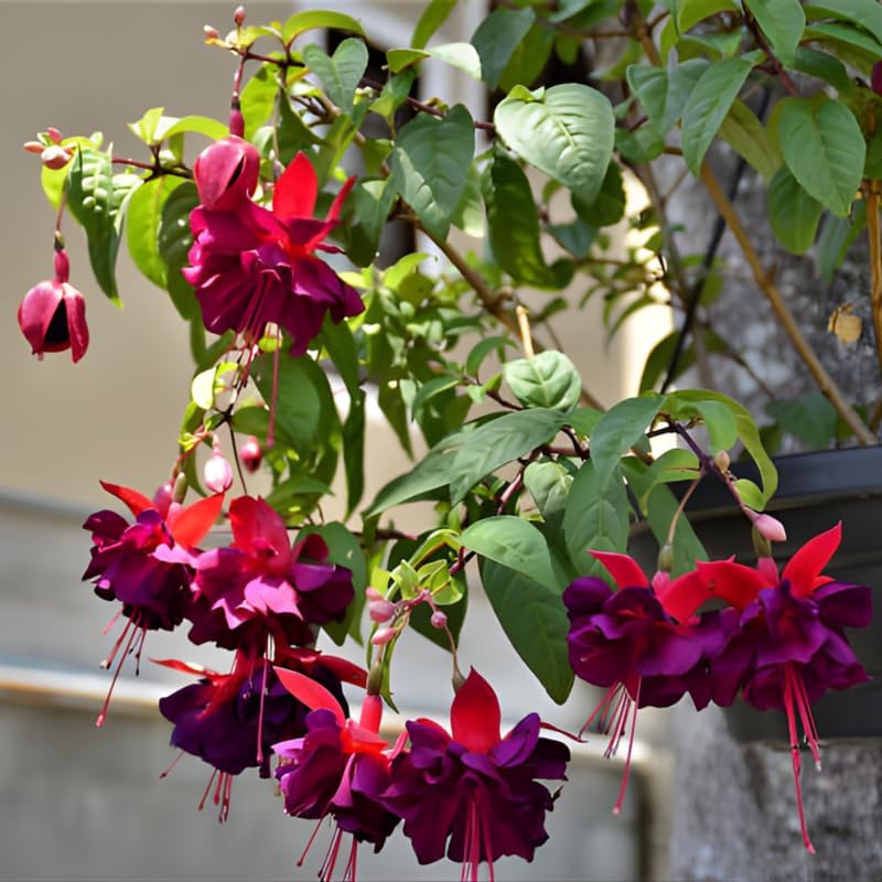 Fuchsia Plants Live, Dark Blue & Red Fuchsia, 6-12 Inch Tall, Blue Eye Variety, Trailing Flowering Plant, Fast Growing, Ideal for Hanging Baskets