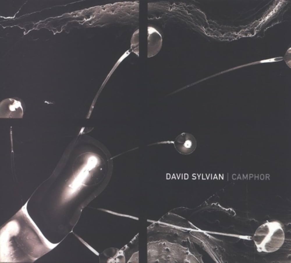 Amazon.co.jp: Camphor: ミュージック