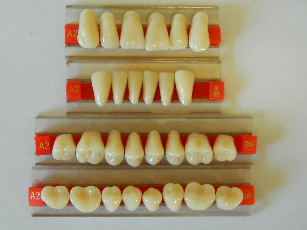 Halloween Horror Prop - Life Size Dental Acrylic Resin Teeth for Prop Building!