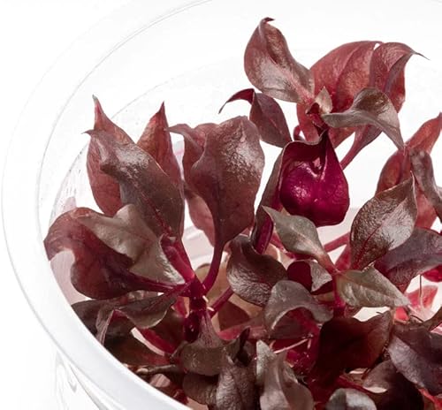 Cultivo de tejidos Plantas de acuario vivas  in vitro Plantas acuáticas de agua dulce para pequeños acuarios y primer plano (Alternanthera Reineckii)