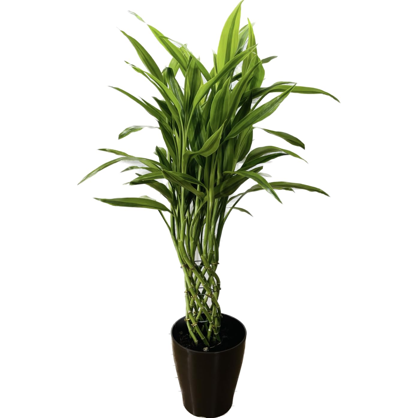 Amazon｜観葉植物 ミリオンバンブー 約70cm ドラセナ サンデリアーナ 6