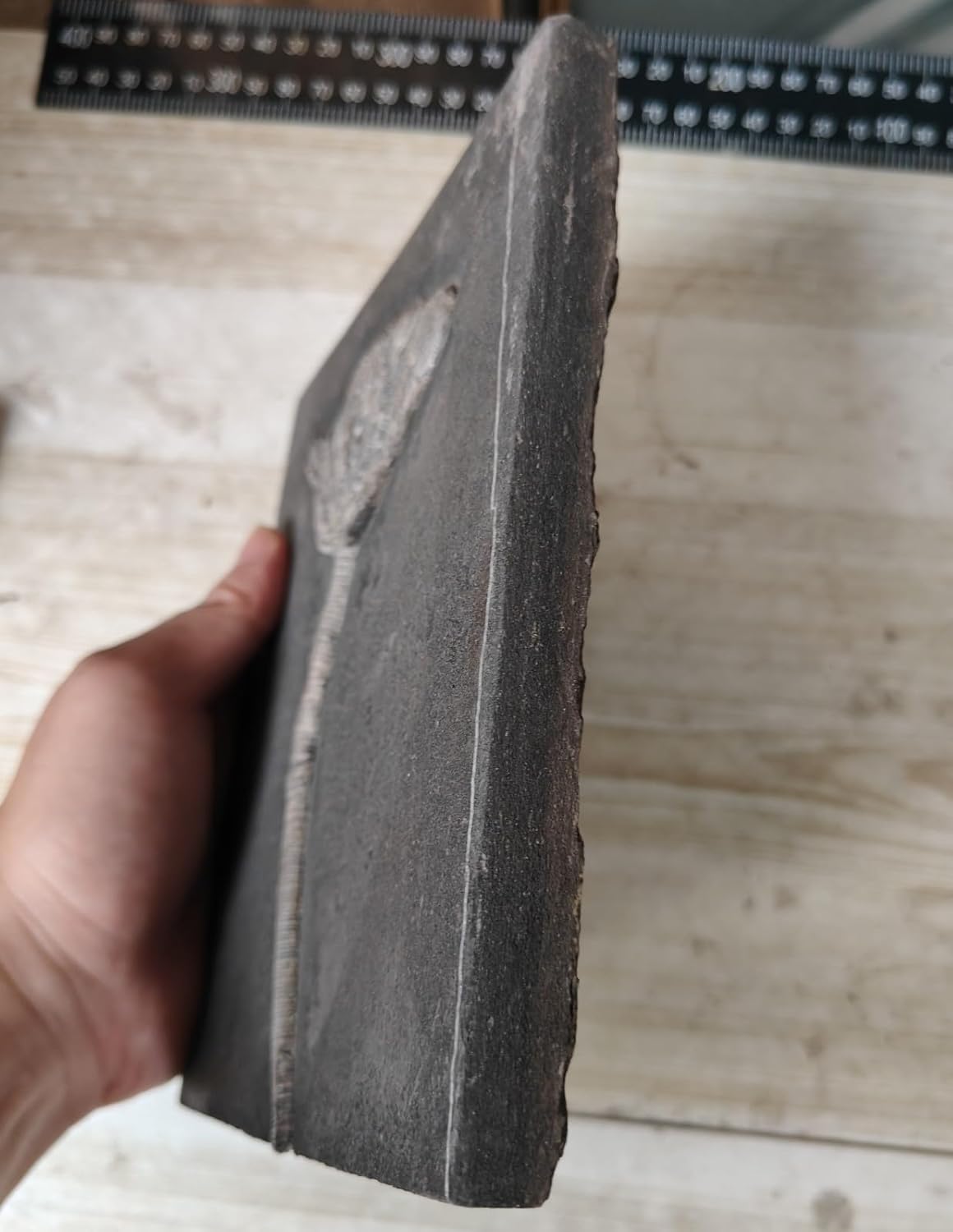 Beautiful Natural Devonian Prehistoric Jurassic biota crinoids Fossils