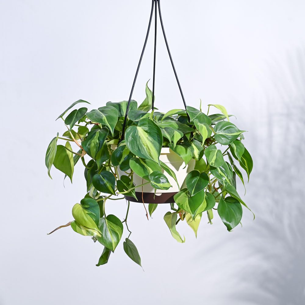 UGAOO Philodendron Oxy Brasil Hanging Plants with Pot-image-22