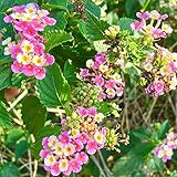 Frozen Seed Capsules - Shirley Annette Lantana (Lantana Camara) - Grow Now or Store for Future Planting - Capsule of 20 Seeds