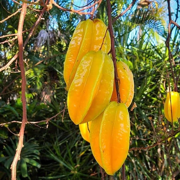 Image of Live Kamrak /Starfruit (Carambola) Fruit Plant with Pot ? Outdoor Use ? Healthy Live Plant ? Easy to Grow ? Edible Fruit ? Pack of 1