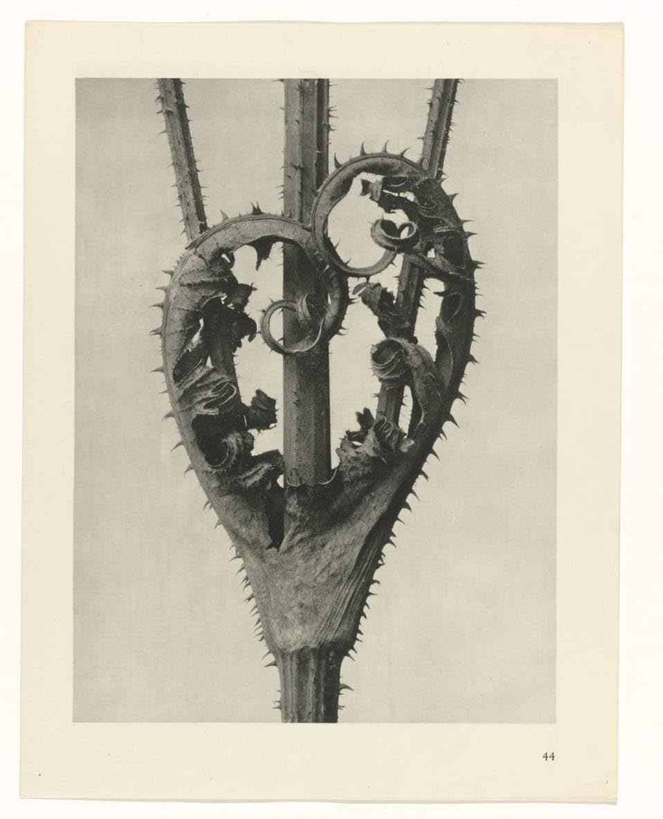 Décoration murale poster plante Karl Blossfeldt pour grand format salon 60x90 - 6