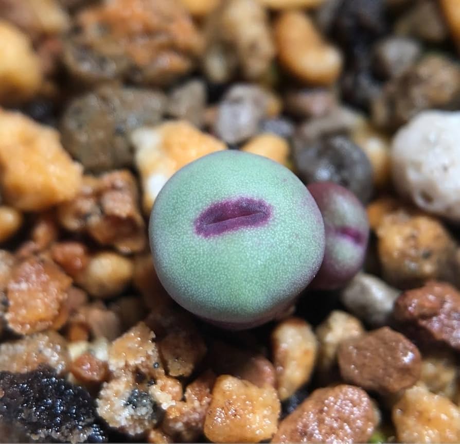 コノフィツム パゲアエ Conophytum pageae 30頭 多肉植物 コノフィツム パゲアエ Conophytum pageae 30頭 多肉植物