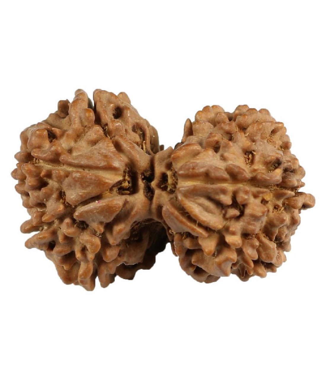 SHIVOHAMSHIVOHAM Gauri Shankar Rudraksha (Lab Certified) Origin - Nepal/Good Shape & Matured Bead (22-25mm Size)