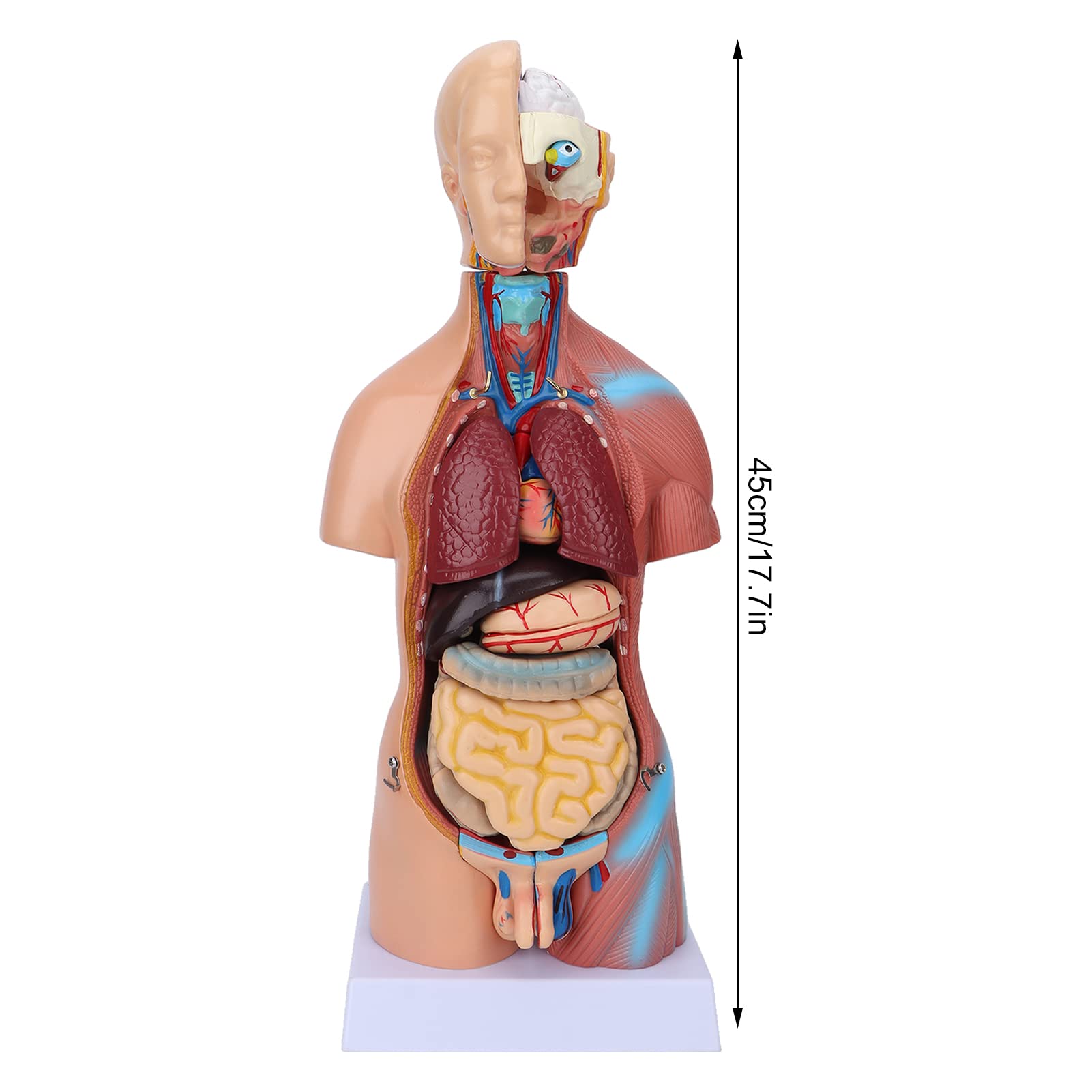 Fabater Modello di Torso Umano con Organi Rimovibili, Modello di Anatomia Corporea Didattica 17,7 Pollici per Strumento di Apprendimento dell'Anatomia Cerebrale dell'ospedale Scolastico
