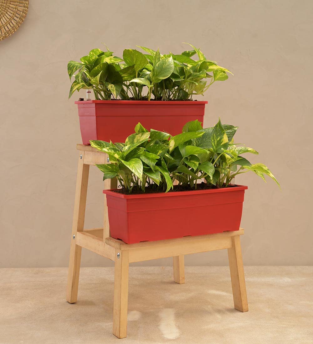 UGAOO Money Plant Variegated - Set of 2 (B0B74RGTS8) Amazon Price History, Amazon Price Tracker