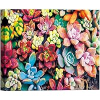 SIGNWIN Canvas Wall Art Pink, Yellow, Green and Red Sedum Echeveria Rosette Succulents Botanical Plants Photography Modern Art for Living Room, Bedroom, Office - 12x18 inches