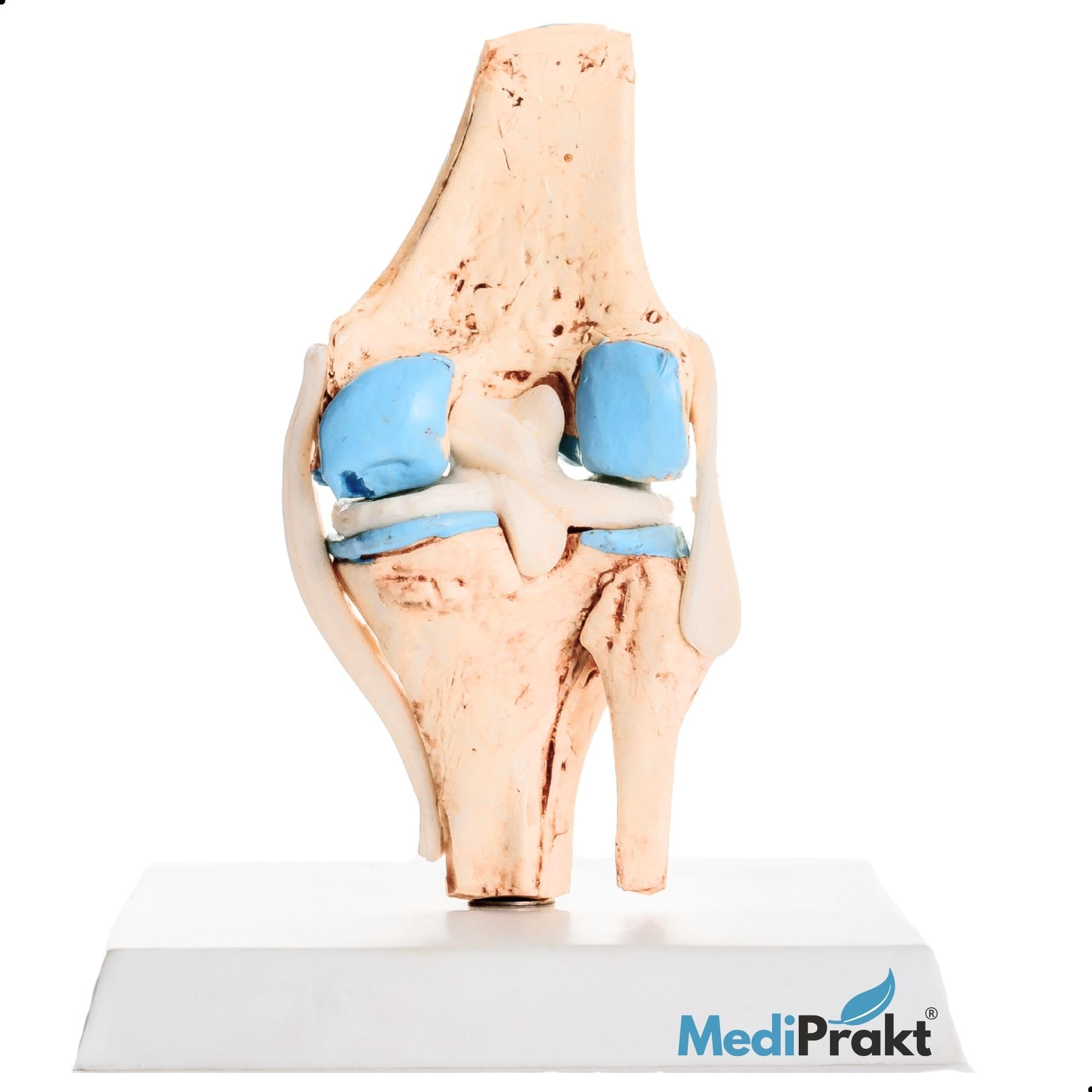 KNEE JOINT MODEL - MINI | Anatomical Body Model | Educational & Training Tool-image-25