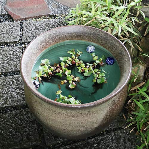 Amazon.co.jp: 信楽焼 睡蓮鉢【20号天水型水鉢 su-0227】すいれん鉢 蓮