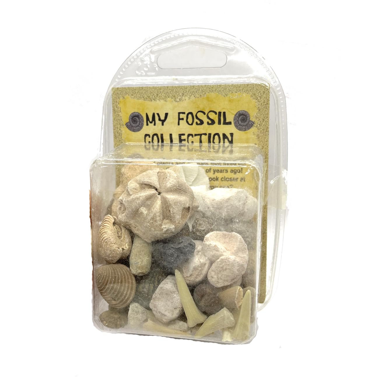 Prehistoric Fossil Collection With Fossil Shark Teeth