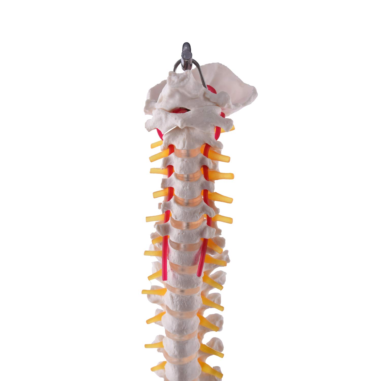 Flexible Wirbelsäule mit Becken I detailliertes anatomisches Modell der menschlichen Wirbelsäule (ca. 85 cm) I inklusive Stativ I ideal als Lernmodell