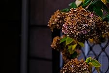 Review Image by Rafael Garcia